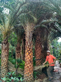 Harga jual pohon palm kenari