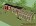 Minecraft Chicken Coop