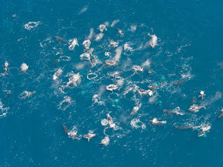 Humpback Whale Superpod