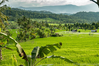 Rizieres-Ricefields-Munduk-Bali