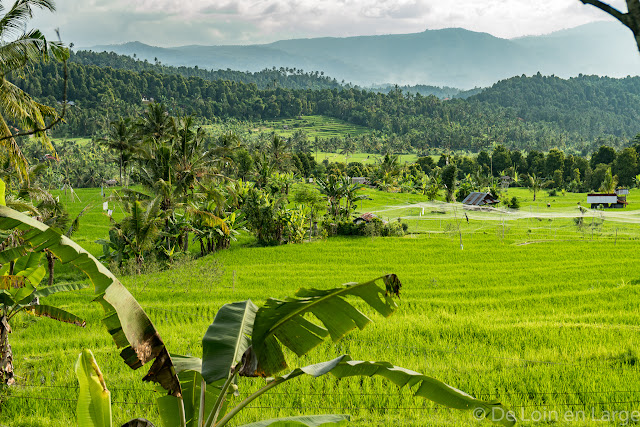 Rizières de Munduk - Bali