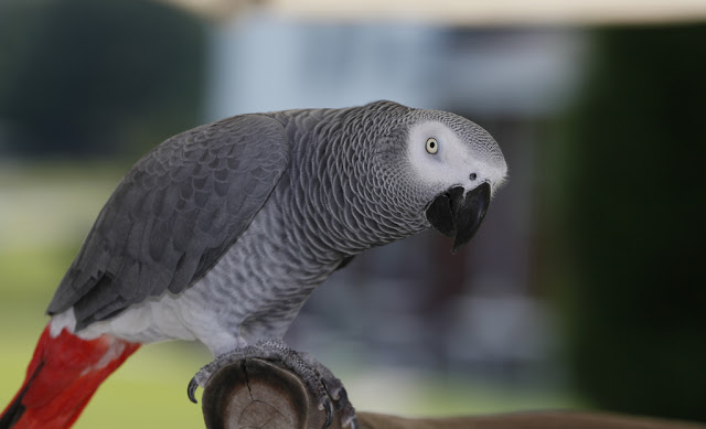  gray African parrot 