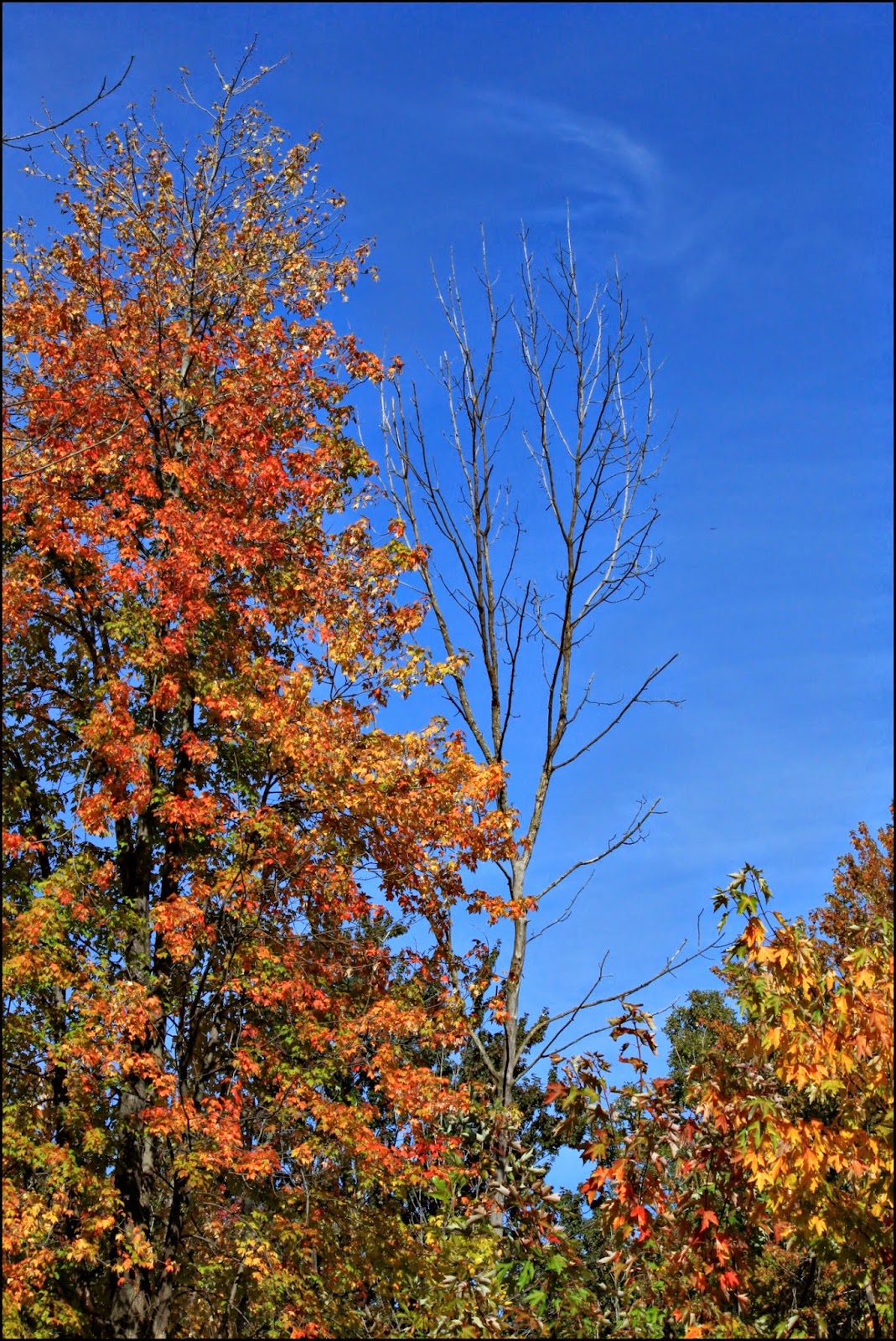 Through Carol's Lens Belle Isle, North End