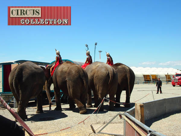 les éléphants du cirque Krone sortent du manège 