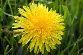 dandelion obat diabetes