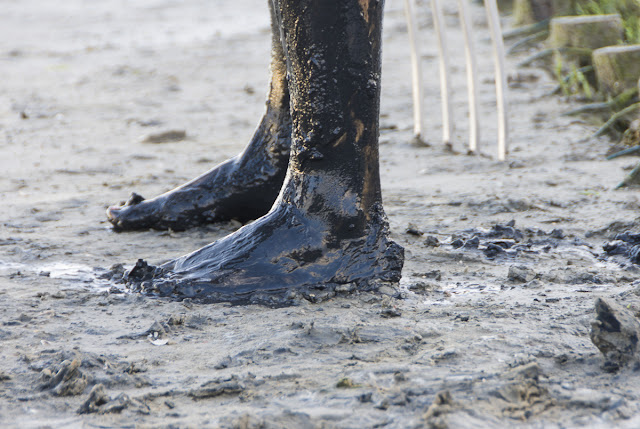 Langeoog, Watt, Nordsee, Ostfriesland, Wattwanderung, Ossi, Wattenmeer, Weltnaturerbe, 