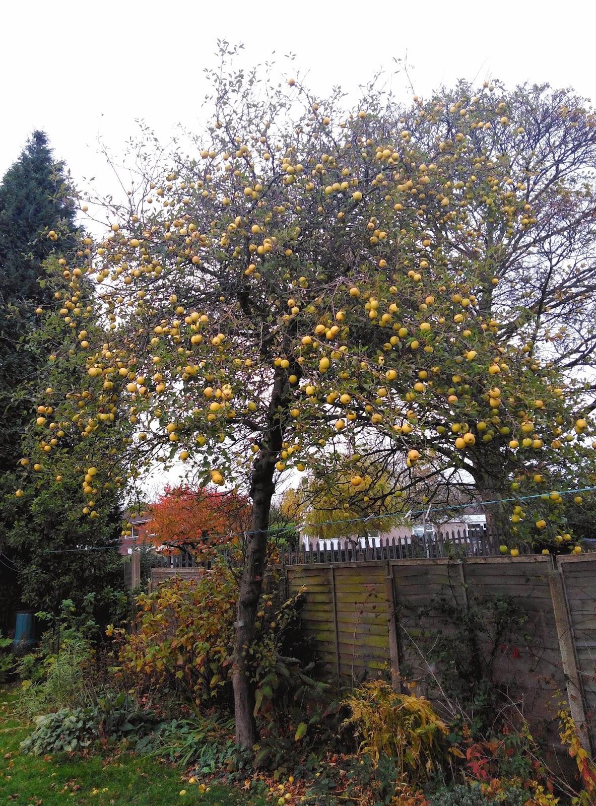 Ben's Adventures in Wine Making Apple Wine and Apple & Strawberry Wine 2018 The Making Of...