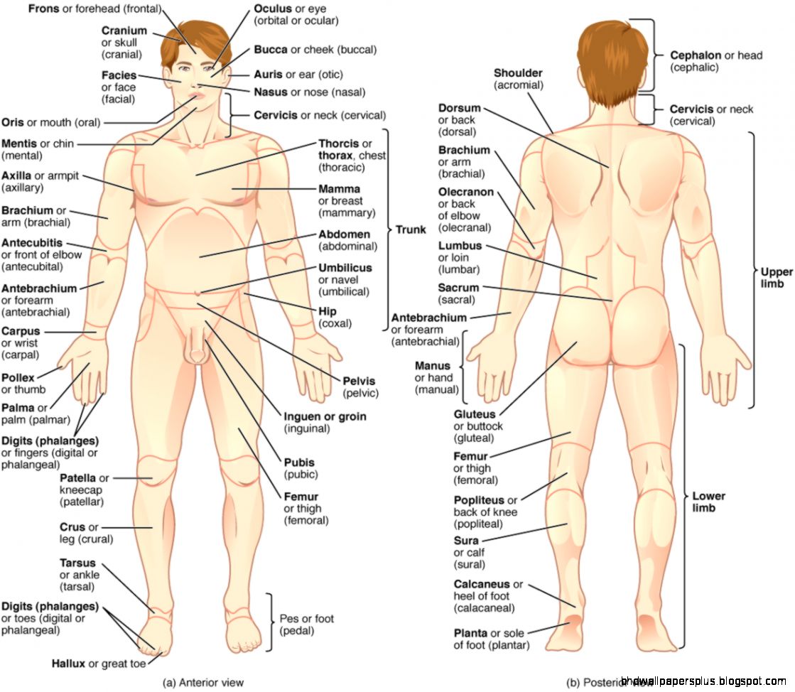 Body Anatomy