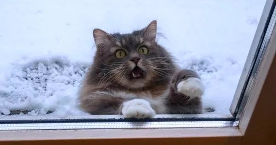 Los gatos y la nieve. Imágenes divertidas de gatos en la nieve.