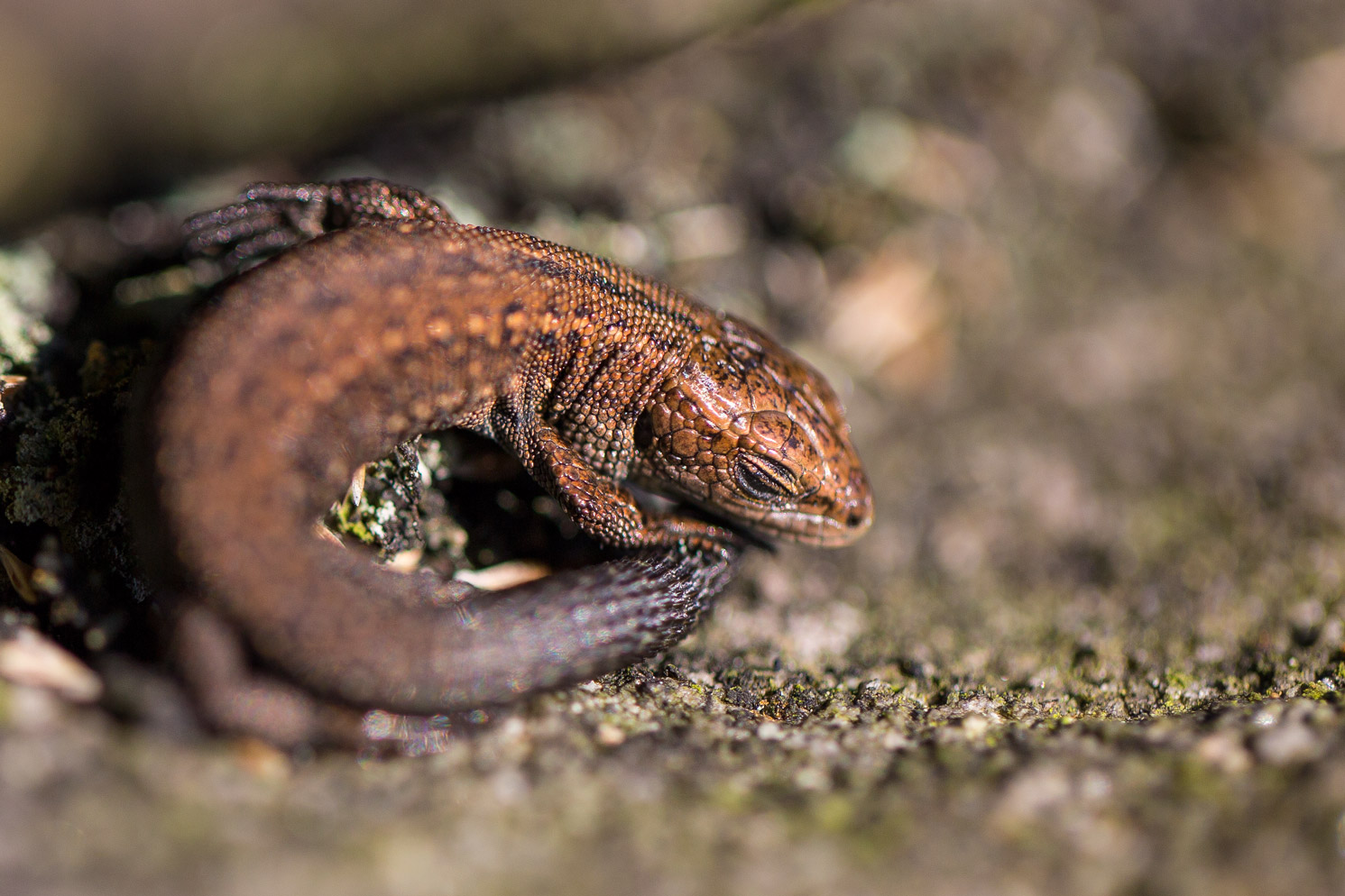 Darley Dale Wildlife Common Lizard shedding skin