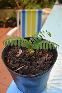 Tamarindo (Tamarindus indica)