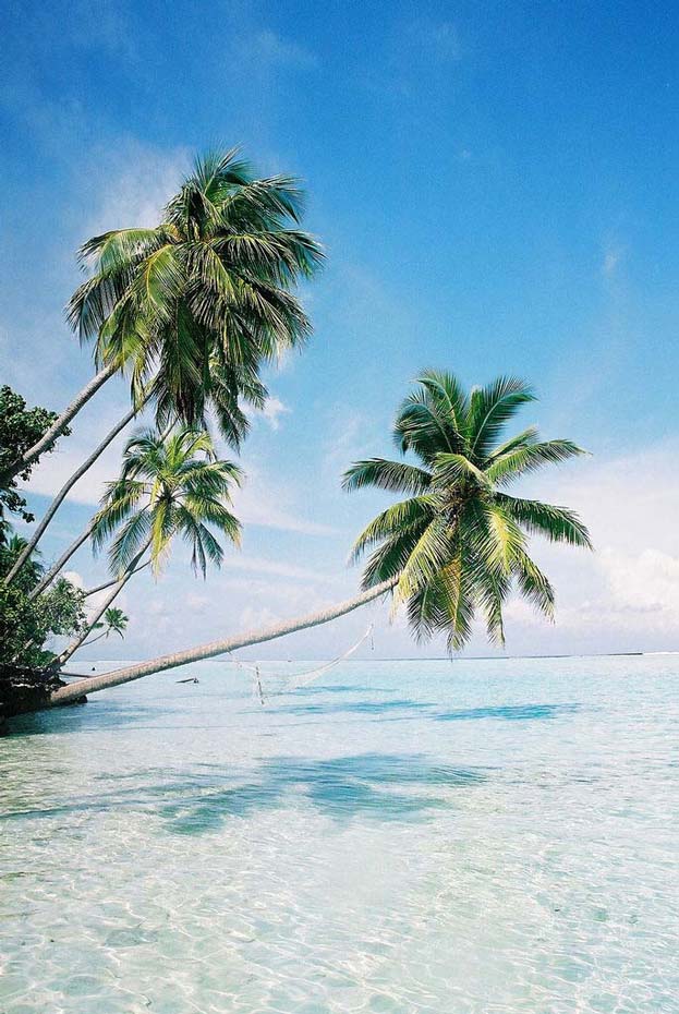 Scenic view of Palm tree in Paradise islands Maldives