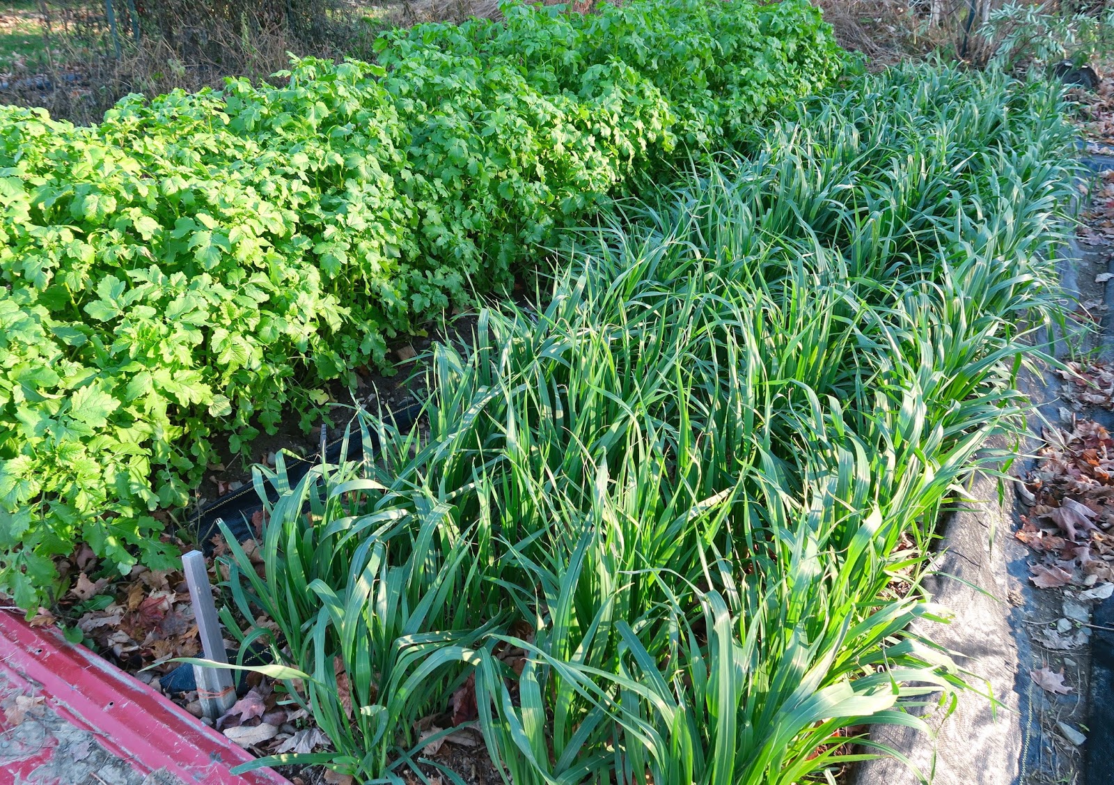 Minibed Gardening Planting Into A Cover Crop In The Spring Planting Into A Cover Crop In The Spring