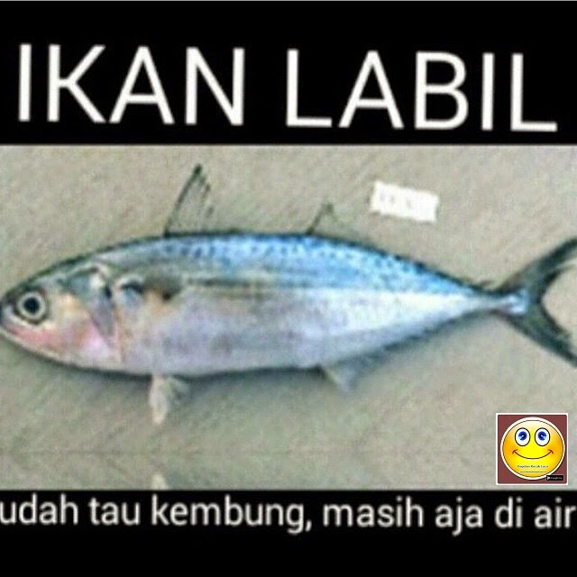 10 Meme 'Jenis Ikan' Ini Kocak Banget, Hati-hati Salah Nyebut! | Pusat