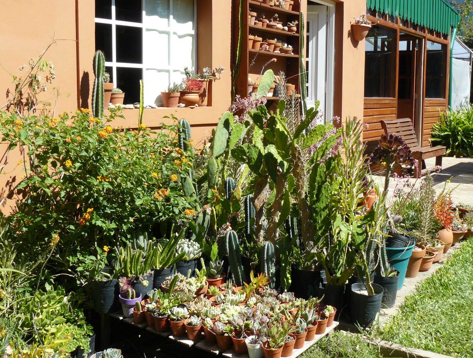 Jardines de cactus y suculentas: Se suman jardines