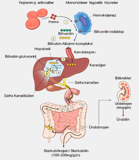 Bilirubin total. Bilirubin metabolizmasi. Билирубин кофе. Синдром жильбера схема метаболизма билирубина. Bilirubin metabolism.