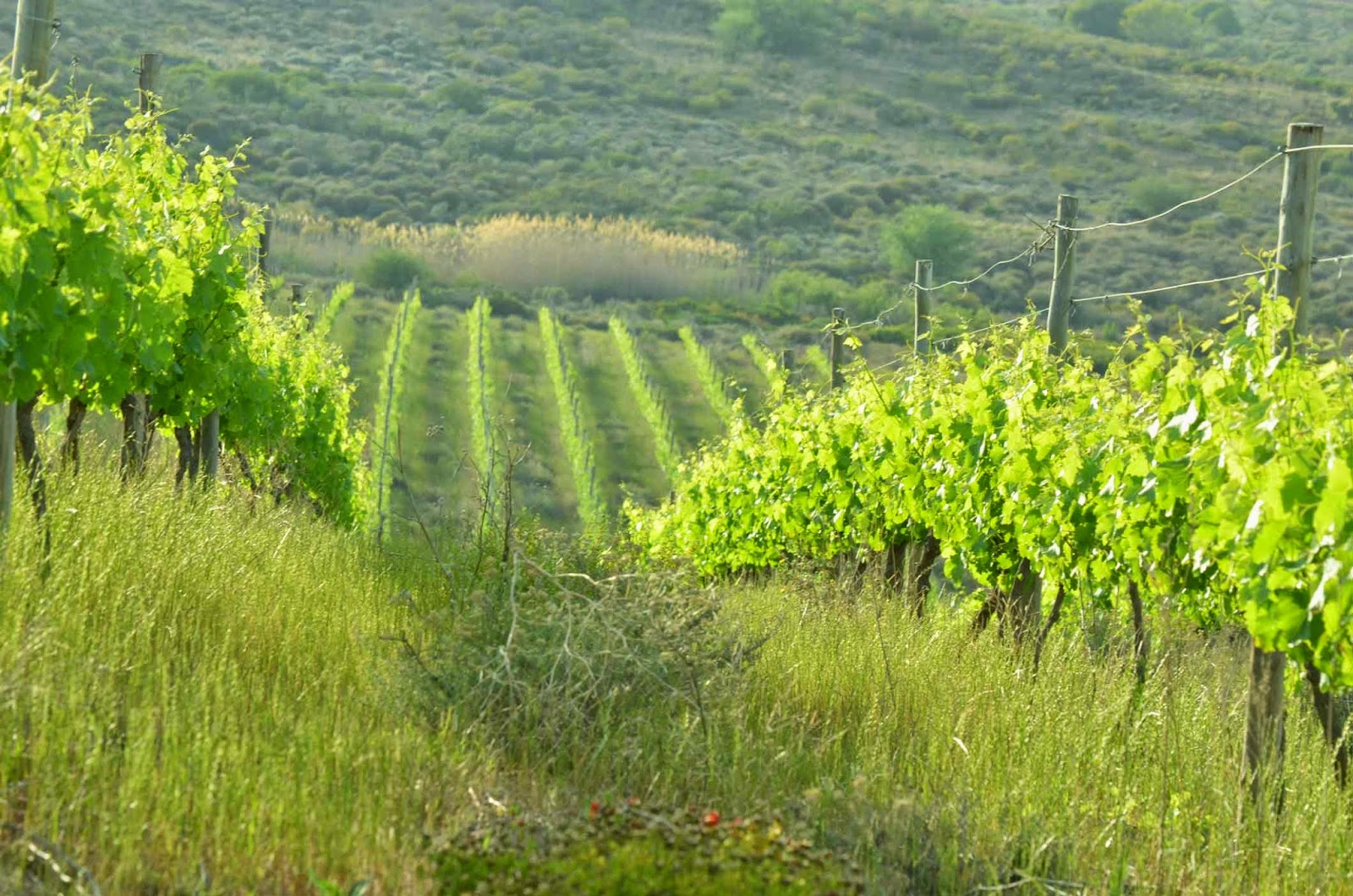 . Excelsior Wine Estate, Robertson