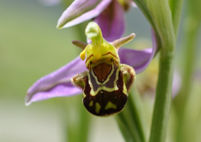 Botanique - l'Orchidée abeille - espèce sauvage protégée Orchide%CC%81e%20abeille