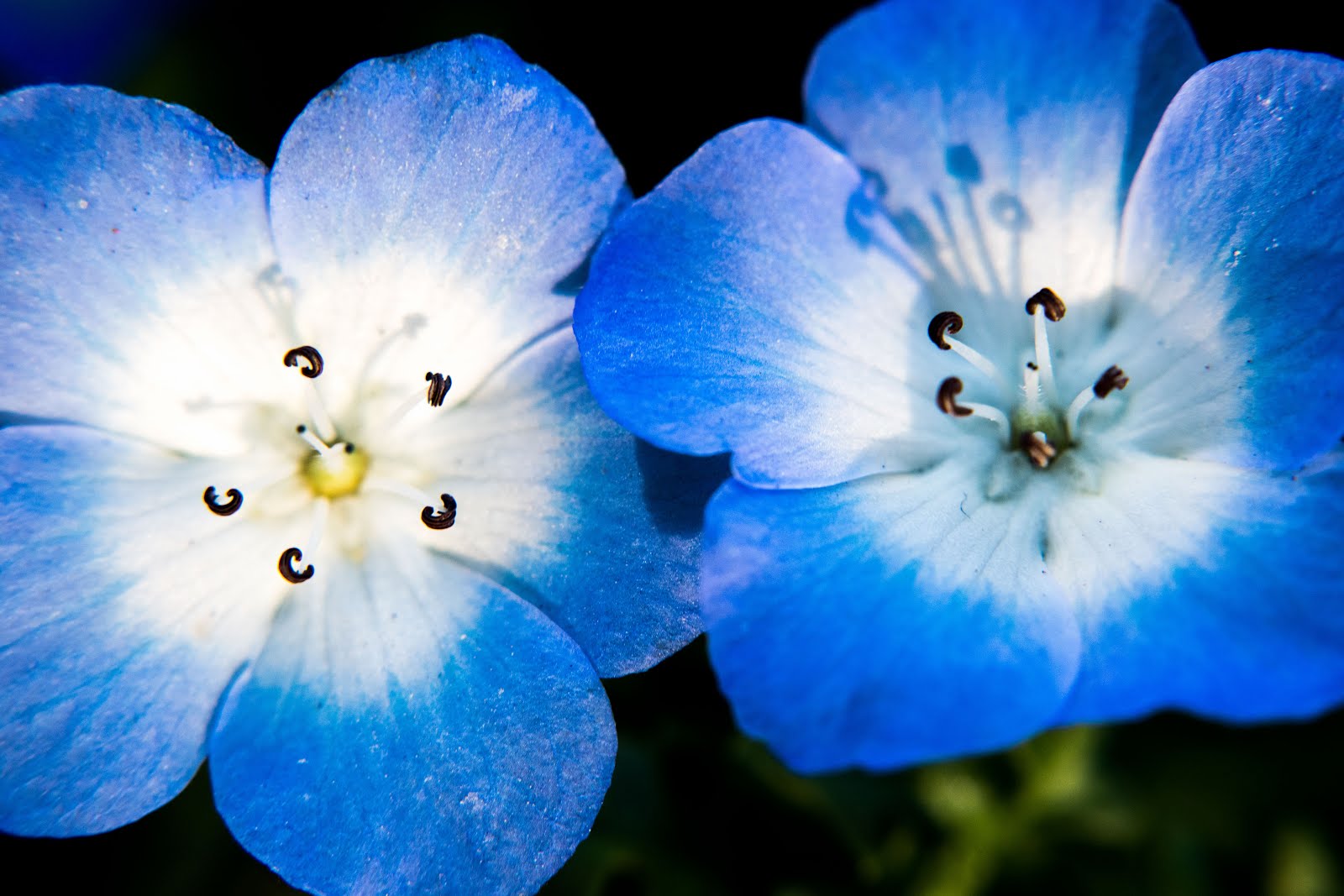Nemophila flowers - the baby blue eyes - macro photo