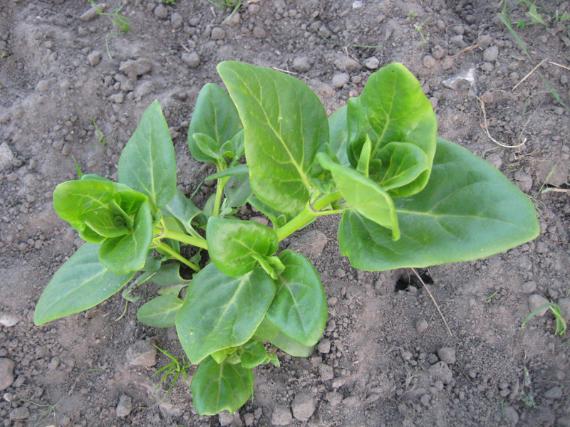 Mirabilis expansa Alchetron, The Free Social Encyclopedia