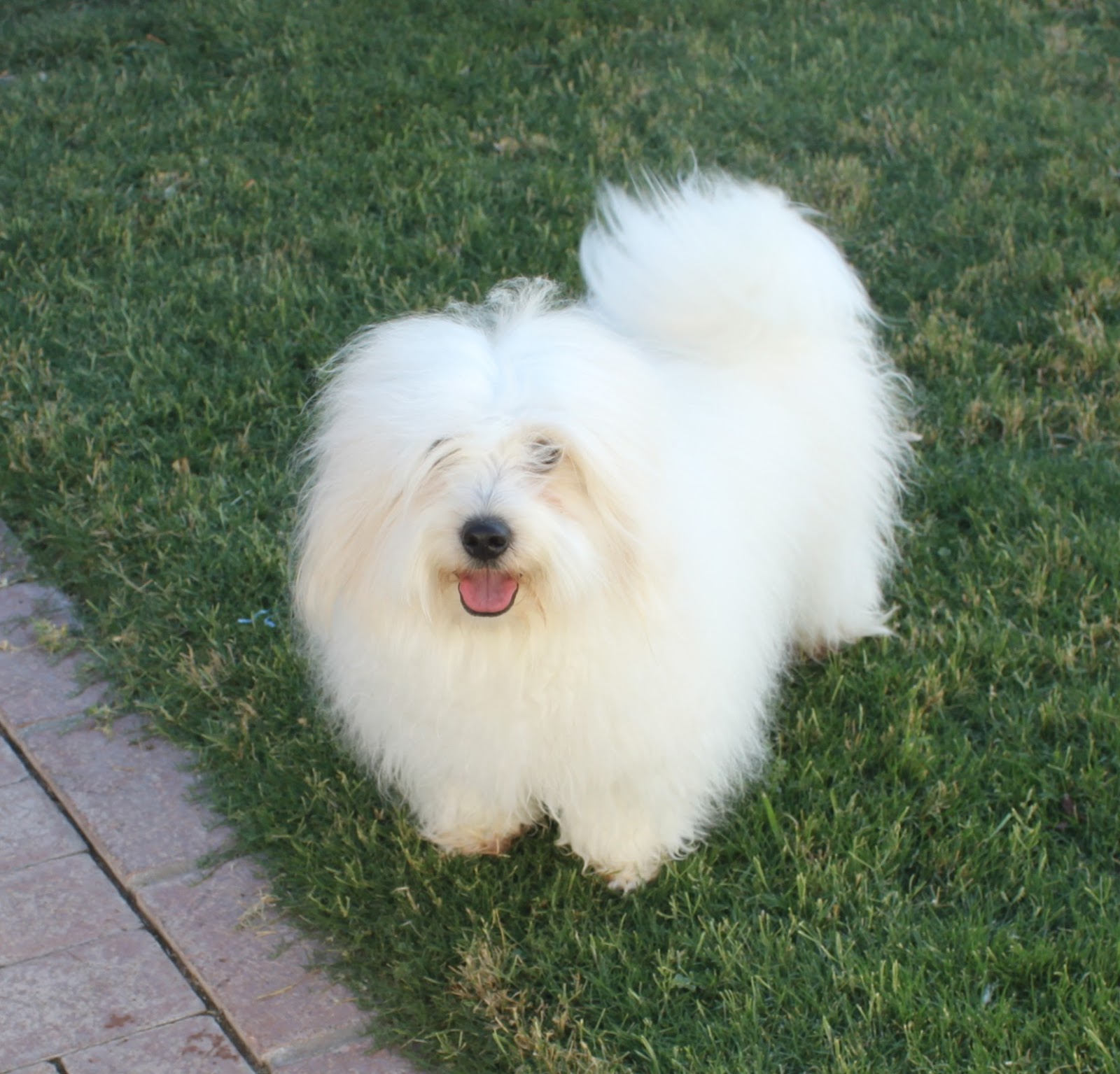 Coton de Tulear Breeders of Excellence/Coton de Tulear Puppies/Coton