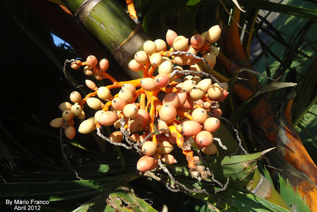 coquinhos ARECA-DOURADA - ( Areca vestiaria )