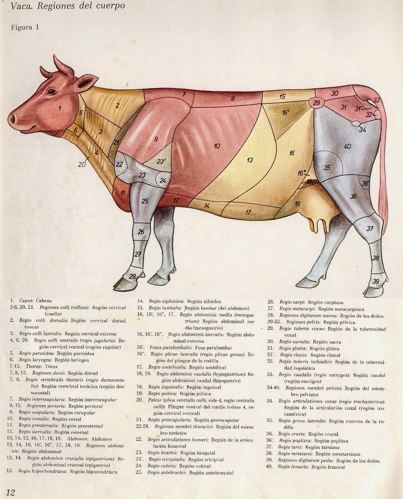 Anatomía del Bovino