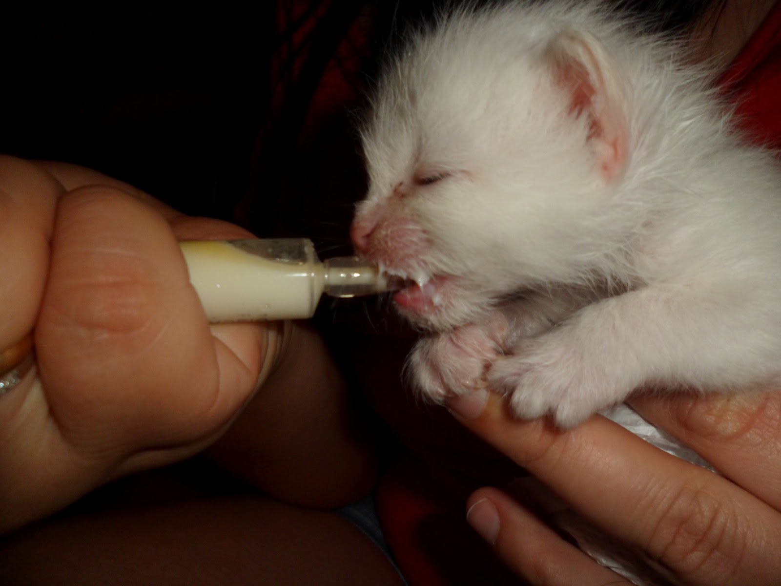 Чем кормить недельного котенка. Вскармливание новорожденных котят. Кормление новорождённого котёнка. Выкармливание новорожденных котят. Пустышка для новорожденных котят.