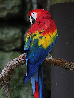 Macaw Duplicate; Mode Overlay; Opacity 50%