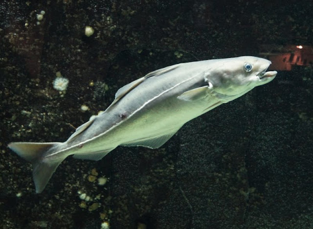 Das Nordsee-Ozeanarium in Hirtshals: Ein tolles Ausflugsziel für Familien in Nord-Jütland. Unsere Kinder waren fasziniert von dem Blick in die unterschiedlichen Aquarien.