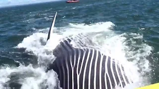 In Quebec, Canada, the whale nearly ate the boat