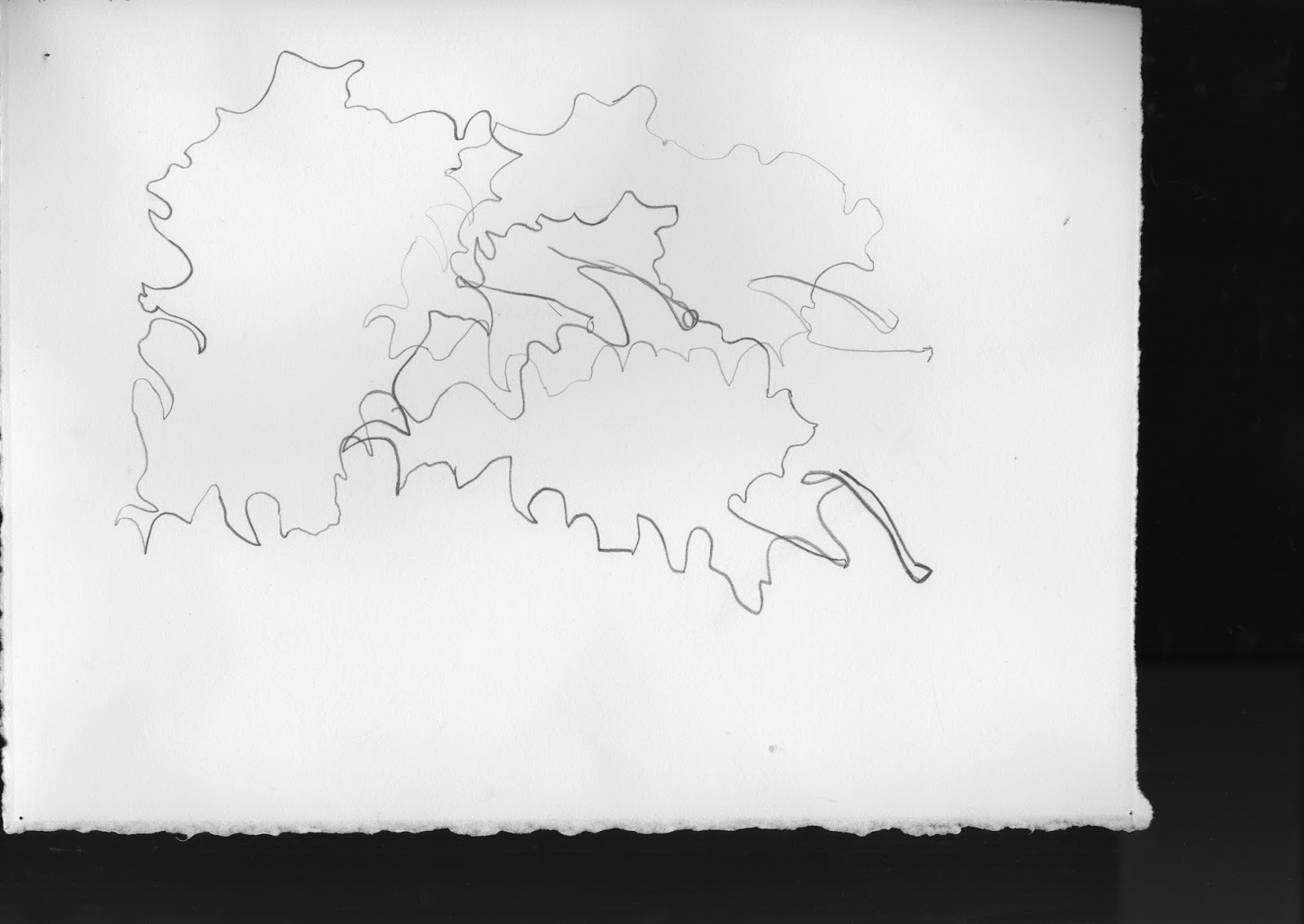 Introduction to the Studio: Robin Crotteau Leaf Contour Drawing