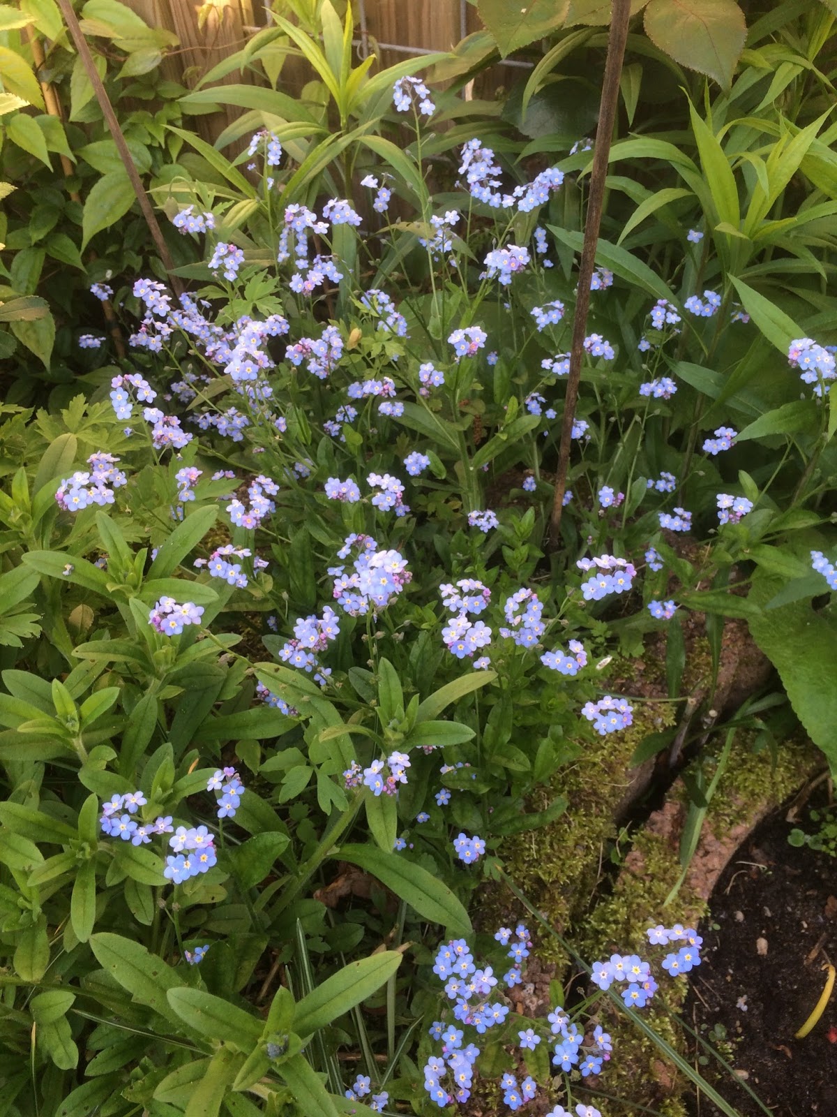 Meer Dan 250 Bijenplanten Voor Je Tuin