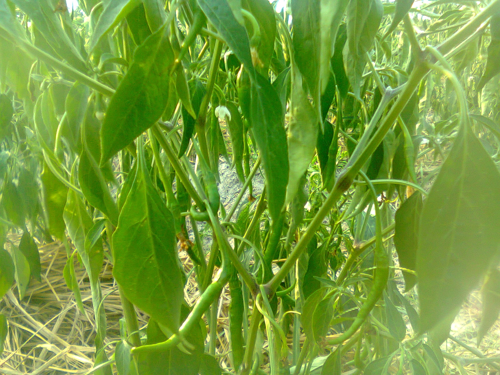 Cara Membuang Tunas Aksiler Pada Tanaman Saat Perempelan Guru Ilmuan