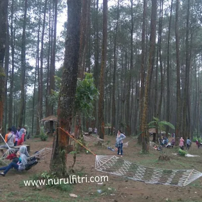 Bermain hammock di Hutan Pinus Cikole Bandung