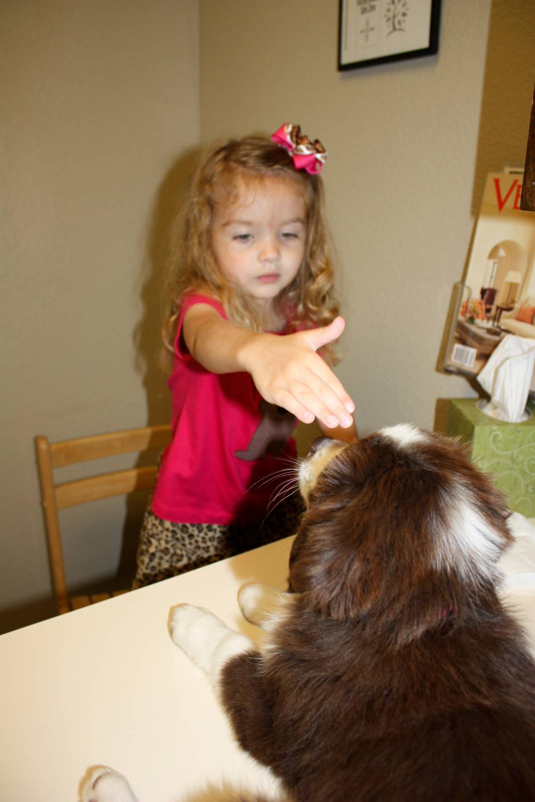 Milla's Many Adventures 1st Vet & Petsmart Visit...