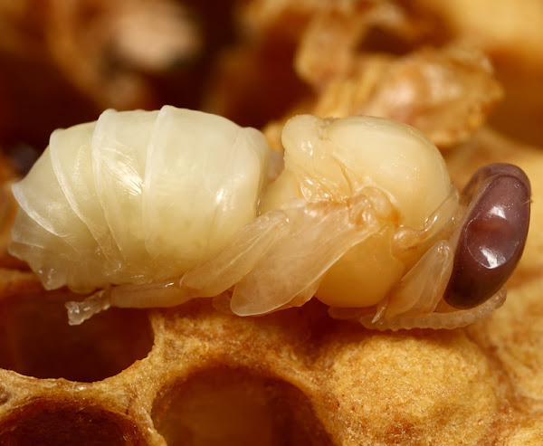 honey bee, honey bee pupa, pupa of honey bee, bee pupa