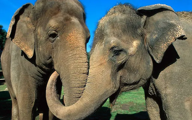 Foto van twee olifanten aan het knuffelen