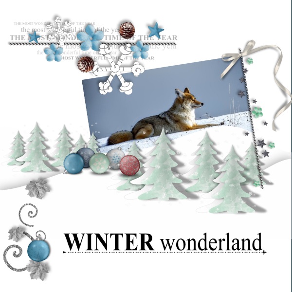 Dec.2016 - lo 4 - Winter wonderland - coyote