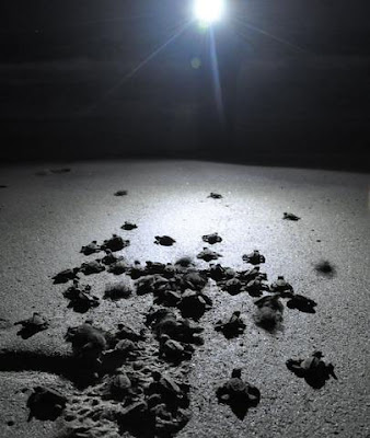 tartarugas marinhas na praia a noite - luzes e poluição luminosa