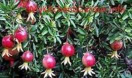 Pomegranate Tree Care- Picture of Pomegranate Tree with Fruits
