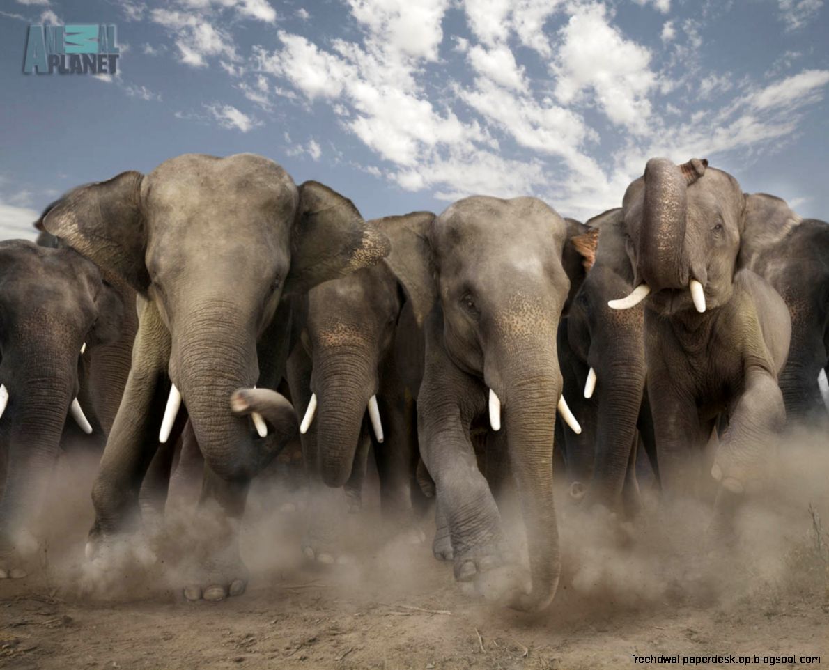 Wild Elephants Animals
