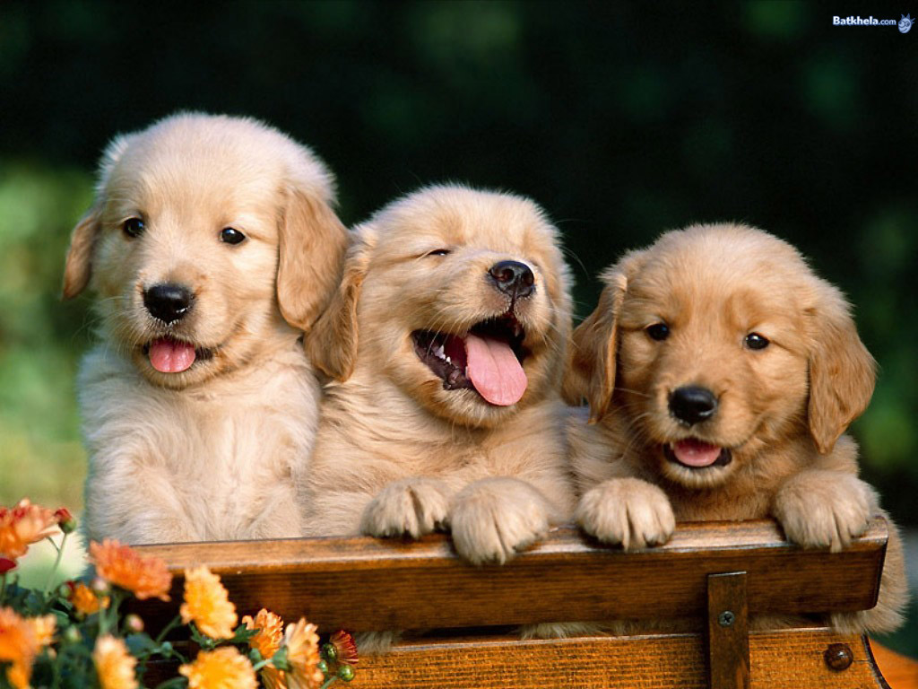 HD Desktop Wallpapers Dogs wallpaper, dog wallpaper