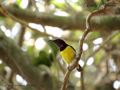 Purple-rumped sunbird - Leptocoma zeylonica