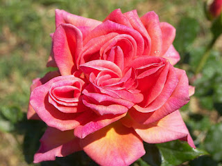 दिल के फोटो, गुलाब का फूल फोटो डाउनलोड, गुलाब का फूल डाउनलोड, गुलाब शायरी, कमल के फूल, फूल गुलाब, गुलाब फूल की खेती, गुलाब के फूल के उपयोग