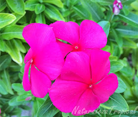 Naturaleza Tropical: Las hermosas Vicarias, Catharanthus roseus