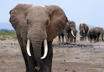 Stop cruel practices in all forms. Don't buy Ivory products!