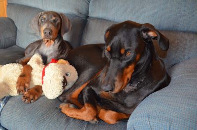 Misty Blue and her "puppy" with Duchess Photo by Trisha Field