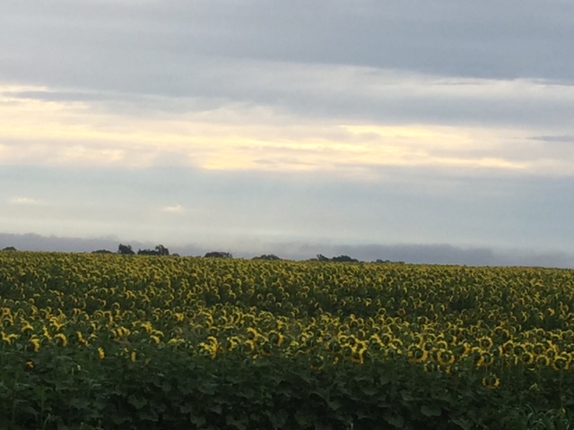 Field of sunflowers agains a gray Oklahoma sky.