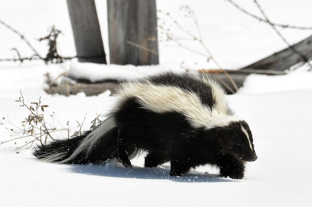 Earth and Space News: Striped Skunk: North American Nocturnal Roamings